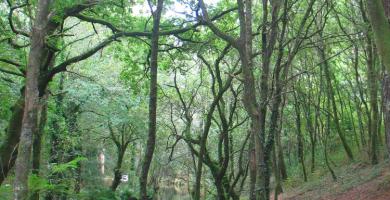 Sendeiro ambiental do río Té